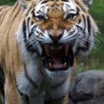 asia-tiger-adobestock_46070854-min