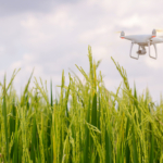 Flying drone above the rice or padddy field,technology agriculture concept.