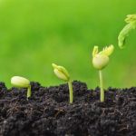 growth-adobestock_66603841-min