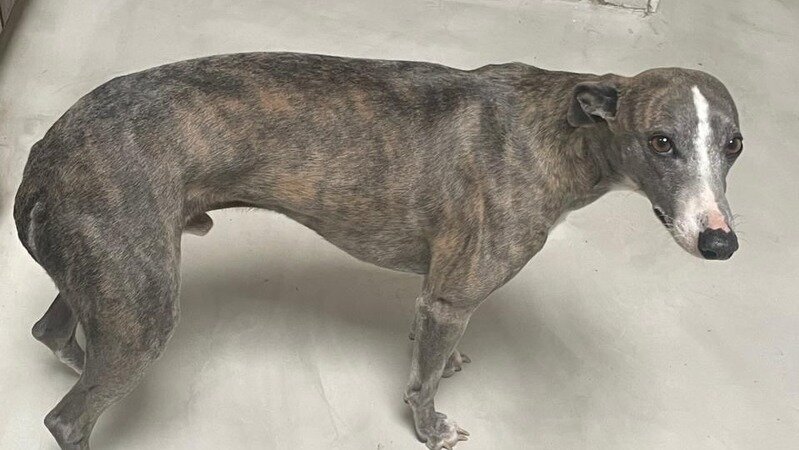 Photo of lost dog Sombra posted by pet owner Cruz Novillo Astrada on change.org petition page.