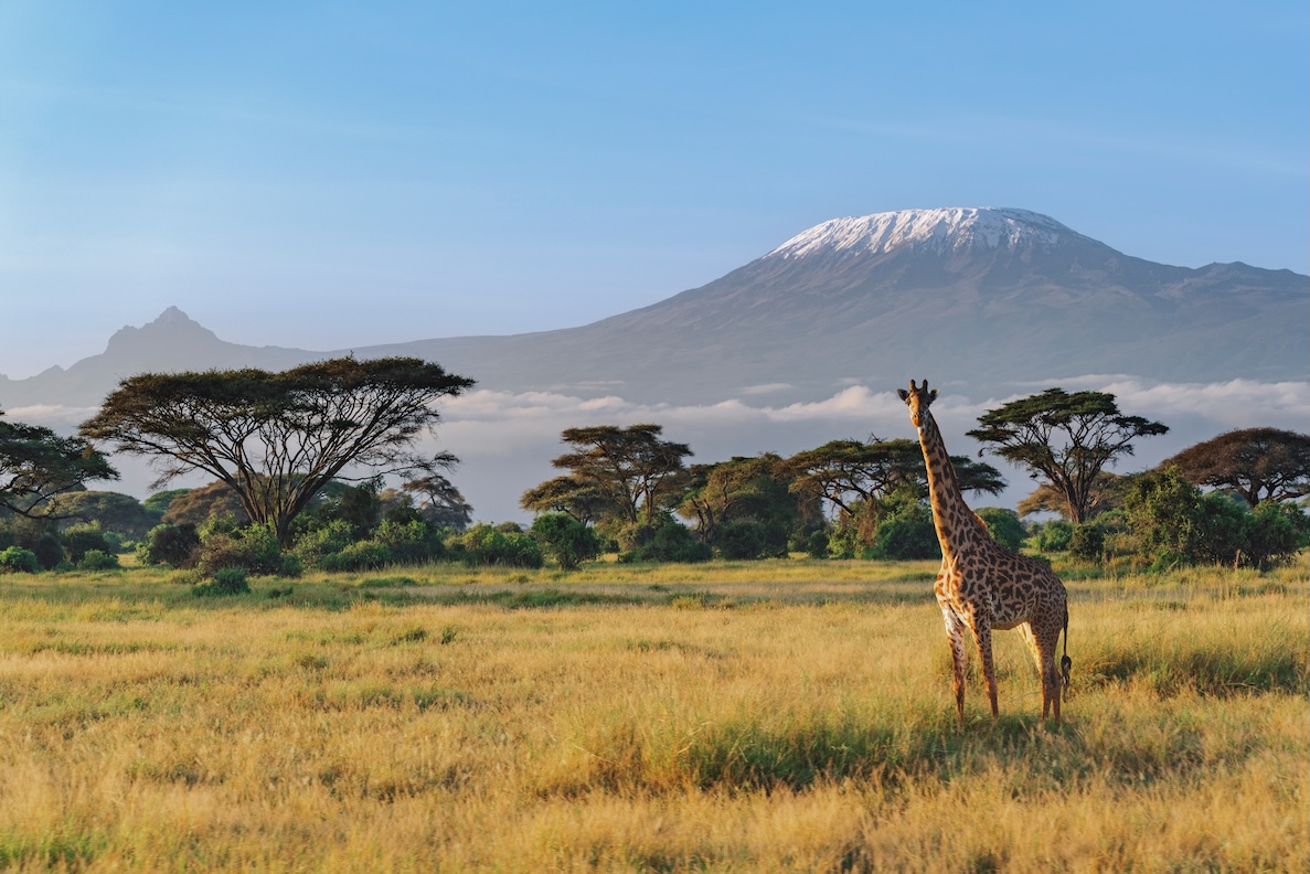 With the addition of Kilimanjaro, Brussels Airlines’ network in sub-Saharan Africa will grow to 18 destinations