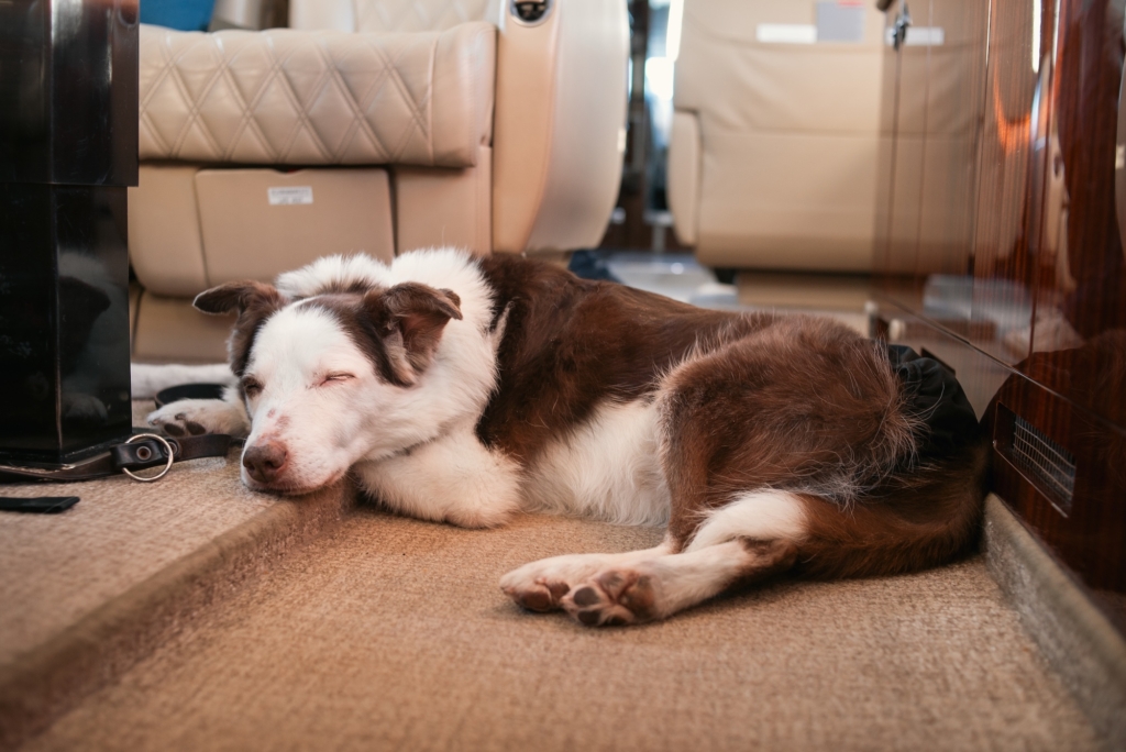 A senior border collie sleeping peacefully on a private jet. The image captures the comfort and luxury of traveling with pets in a private aircraft, showing the relaxed atmosphere and pet-friendly environment