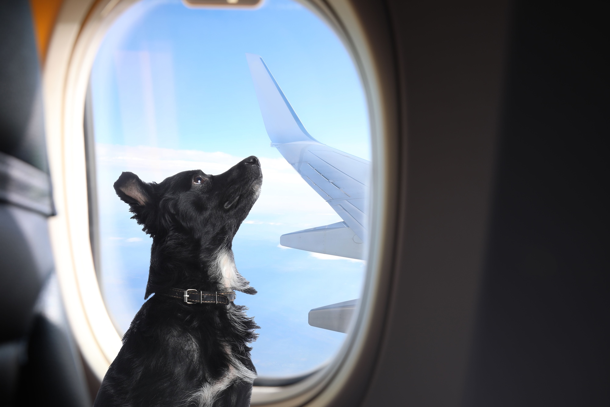 Dog enjoys beautiful view through plane window during flight.