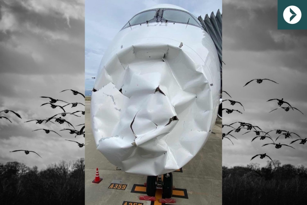 A350 suffers 5 bird strikes before radome collapsed inflight