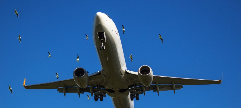 Aircraft bird strike