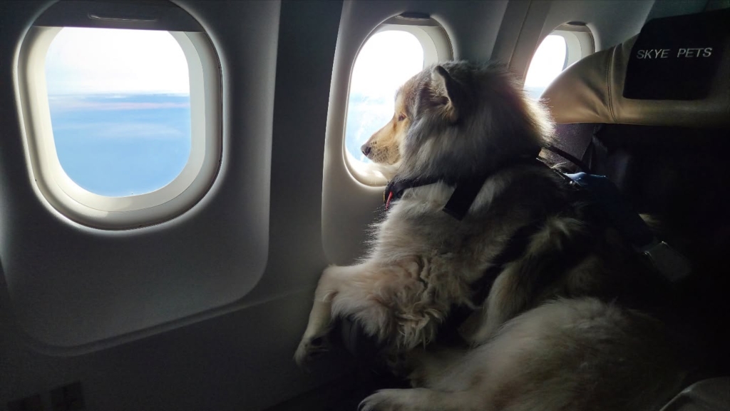 Skye Pets airline for dogs