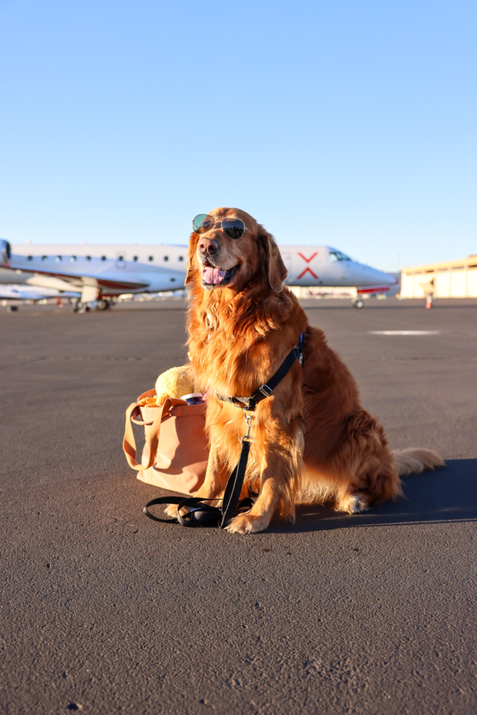 VIP dog flying with JSX