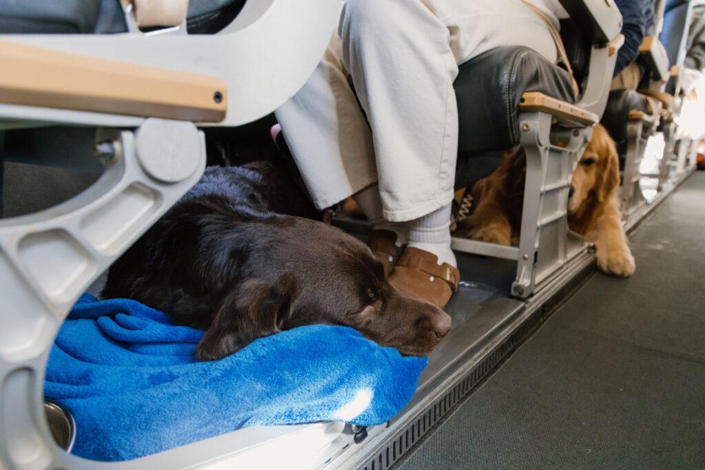 RetrievAir airline for dogs