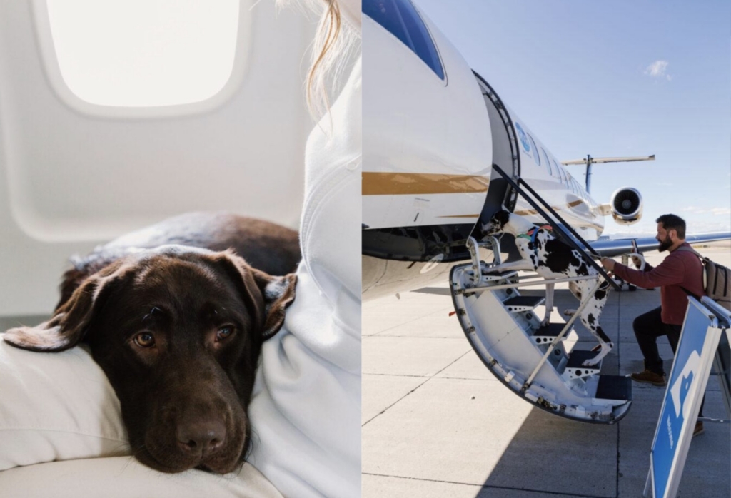 RetrievAir pet-first service