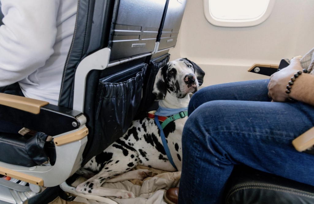 RetrievAir seat harnesses for dogs on the aircraft