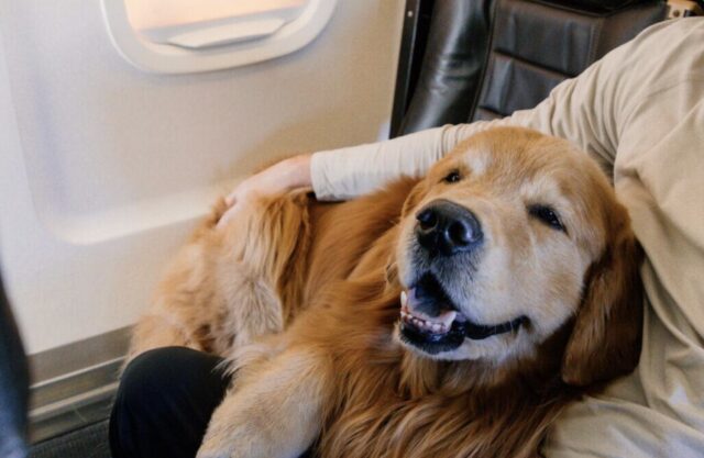 RetrieveAir airline for dogs