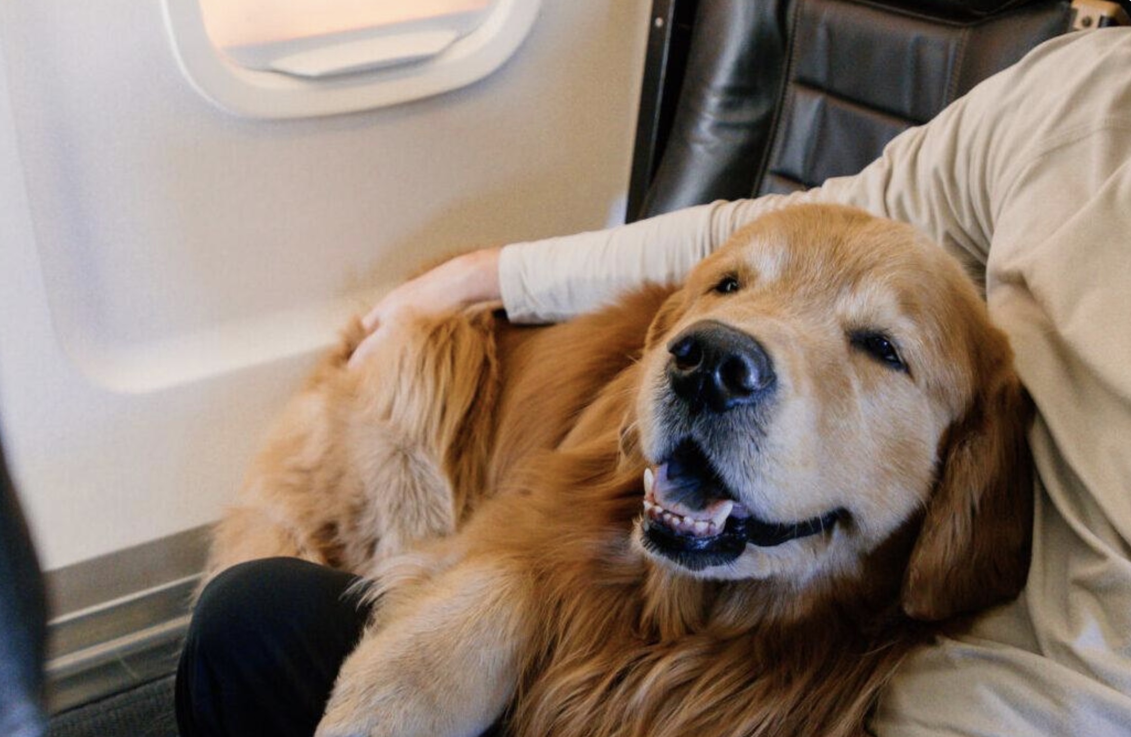 RetrieveAir airline for dogs