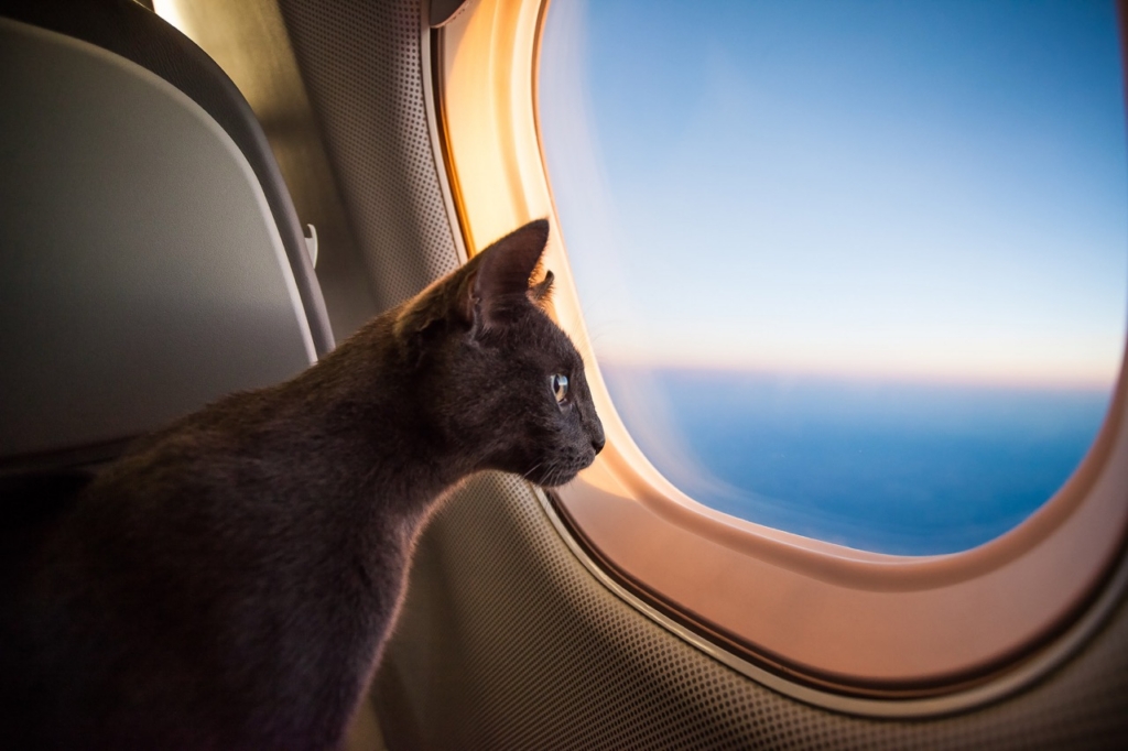 Travelling cat on a plane
