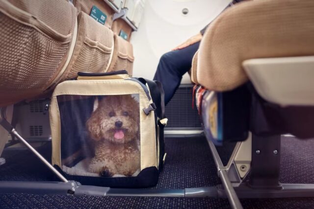Pet in carrier Etihad Airways economy class