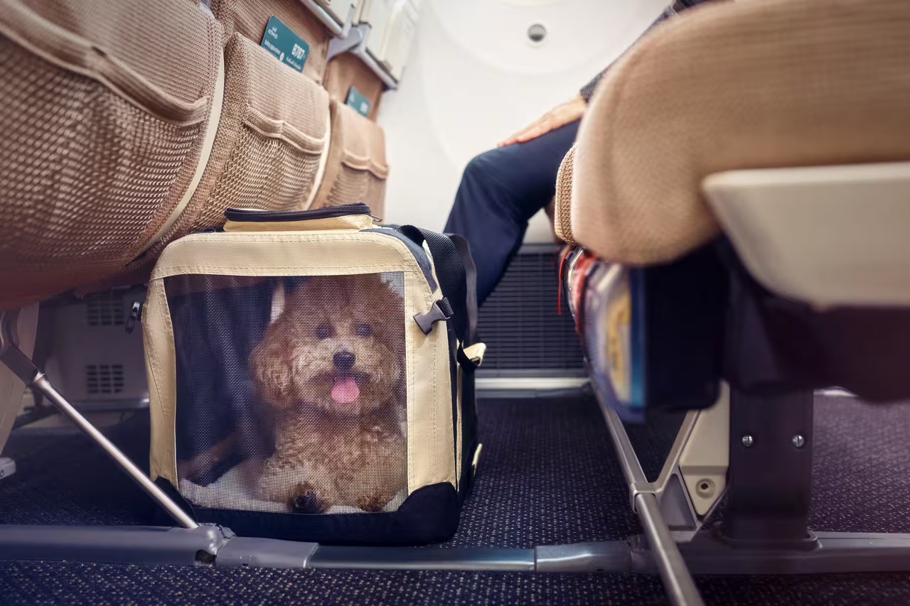 Pet in carrier Etihad Airways economy class