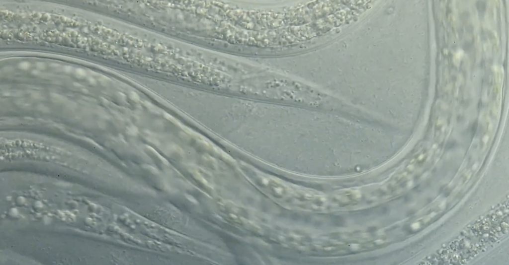 C Elegans microscopic worm