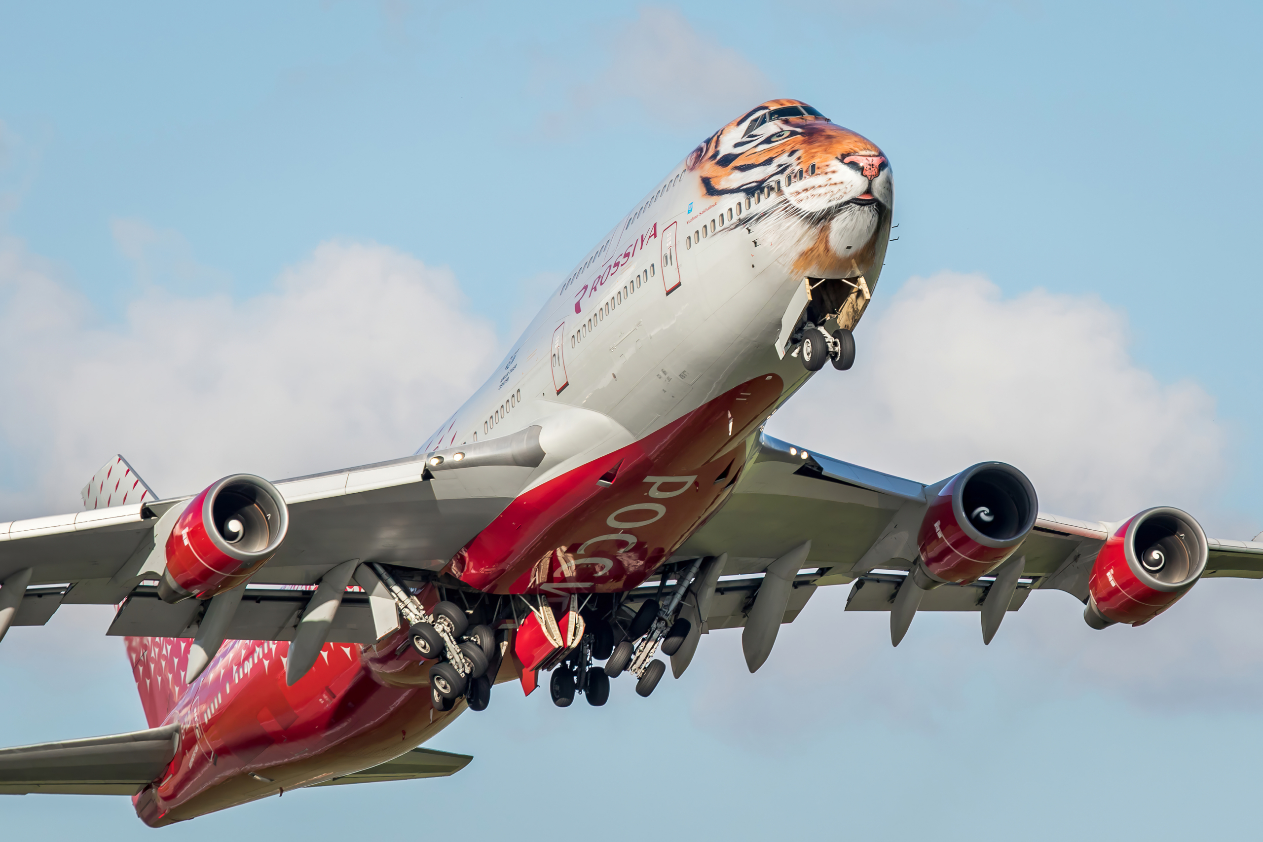 Boeing 747 of Rossiya Airlines in Tiger livery takes off from Vnukovo airport. Livery Taking care of tigers together. Moscow region, Russia - July 21, 2017