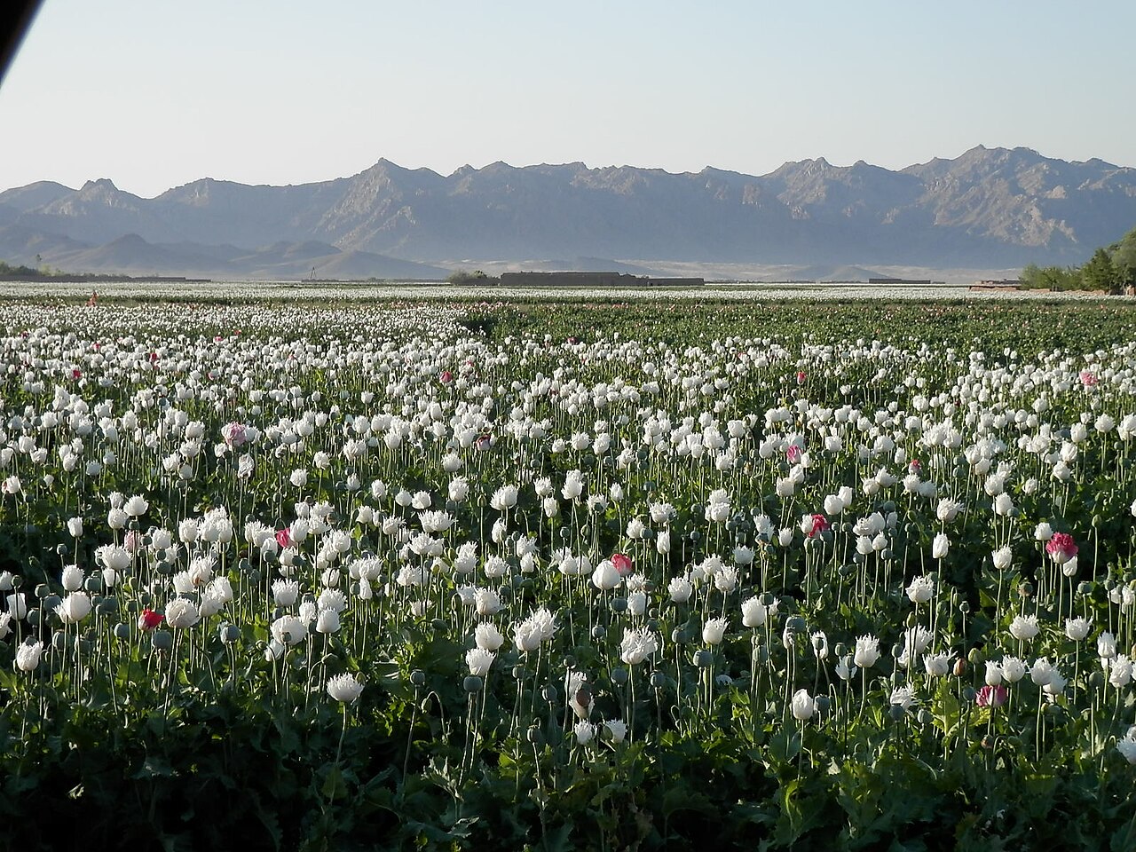 Poppy fields